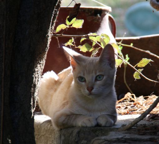Симпатичный кот Серраде Петит фото