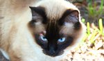 Cute Siamese