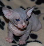 Cute Sphynx kitten 