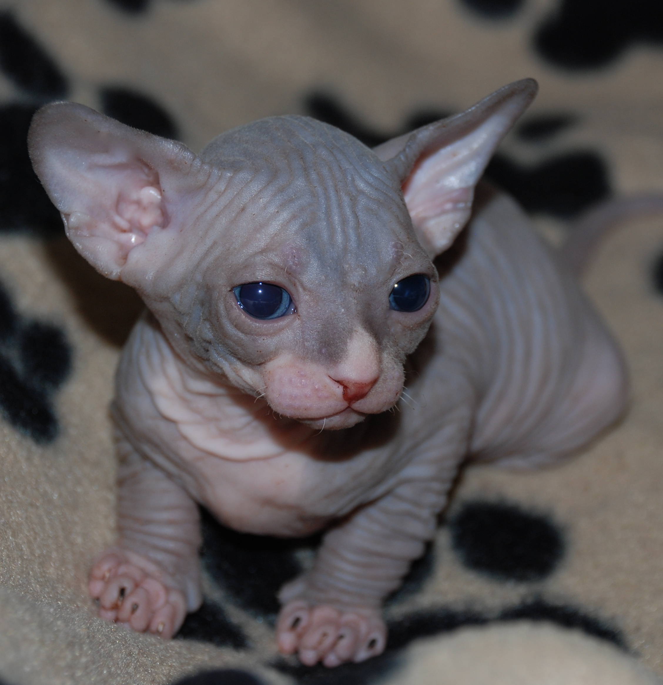 Симпатичный котенок породы Сфинкс фото