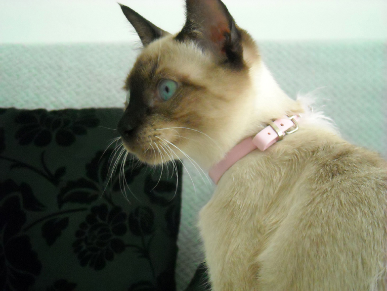 Симпатичная Тайская кошка фото