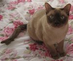 Cute Tonkinese cat