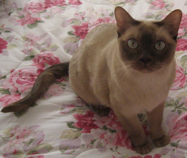 Симпатичная Тонкинская кошка фото