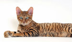 Cute Toyger cat 