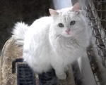 Cute Turkish Angora