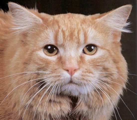 Морда кота породы Кимрик фото