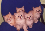 Cymric kittens