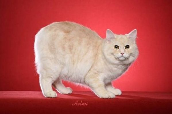 Кот породы Кимрик на красном фоне фото