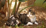 Кипрская кошка на природе