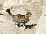 Cyprus cat 