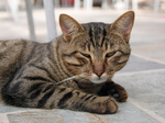 Cyprus cat resting