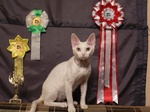 Devon Rex and honors