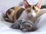 Devon Rex and its baby