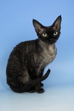 Devon Rex blue background