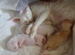 Devon Rex family