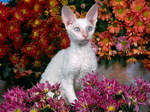 Devon Rex in flowers