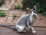 Devon Rex in nature