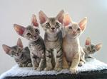 Devon Rex kittens