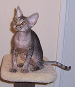 Devon Rex on a chair