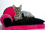 Devon Rex on the couch