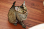 Devon Rex on the floor