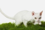 Devon Rex on the grass