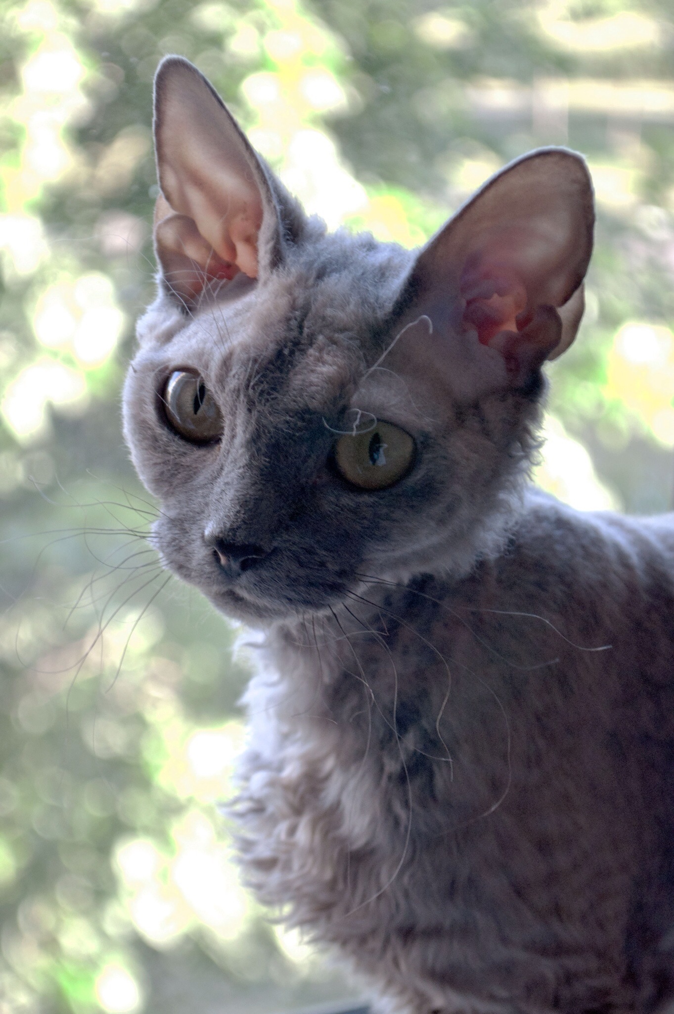 Devon Rex wallpaper