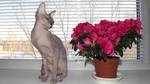 Donskoy or Don Sphynx and flower