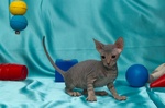 Donskoy or Don Sphynx blue background