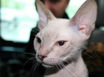 Donskoy or Don Sphynx face