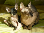 Donskoy or Don Sphynx family