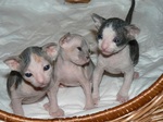 Donskoy or Don Sphynx kittens