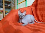 Donskoy or Don Sphynx on the couch