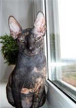 Donskoy or Don Sphynx on the windowsill