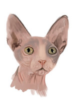 Drawing Sphynx