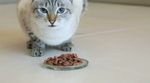 Тайская кошка ест