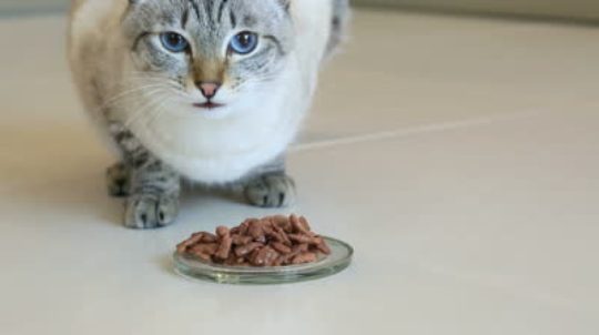 Тайская кошка ест фото