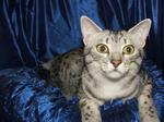 Egyptian Mau blue background