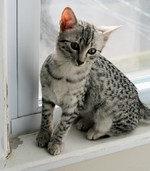 Egyptian Mau kitten