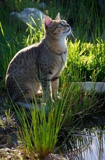 Egyptian Mau near water