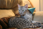 Egyptian Mau on the couch