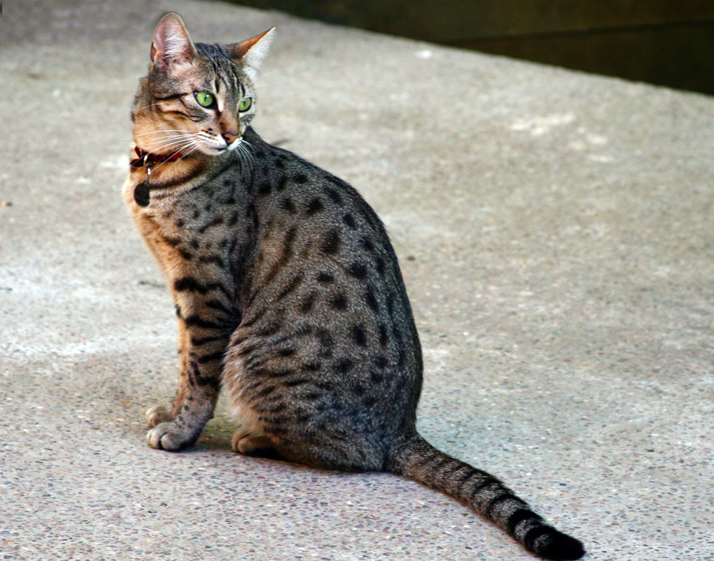 Egyptian Mau wallpaper