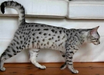 Egyptian Mau side view