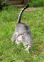 Egyptian Mau walking