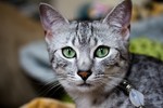 Egyptian Mau with green eyes