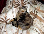 European Shorthair on the bed