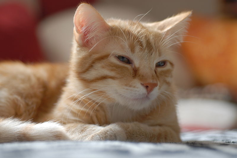 Портрет Европейской короткошерстной кошки фото