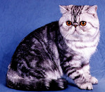 Exotic Shorthair blue background