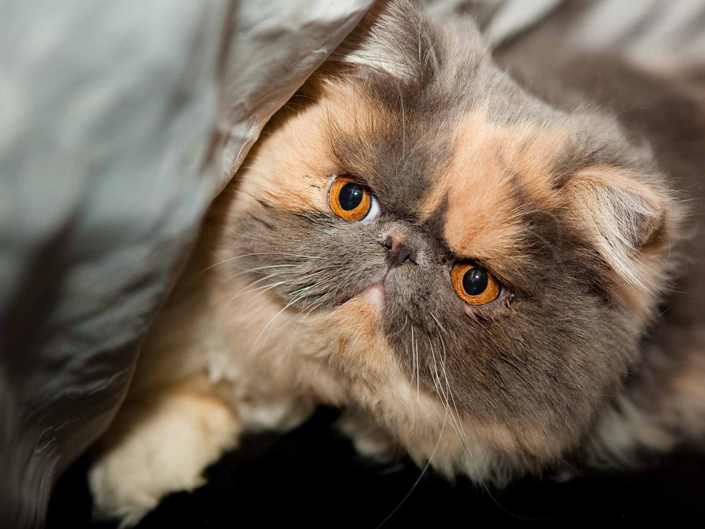 Морда Экзотической короткошерстной кошки  фото