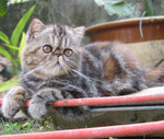 Exotic Shorthair in the yard